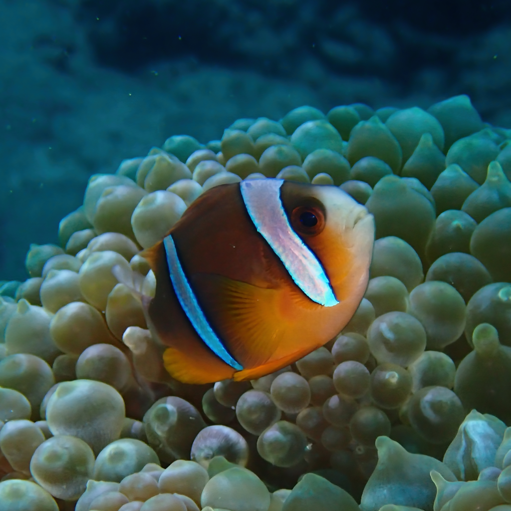 p5031476 sq